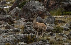 Hippocamelus antisensis