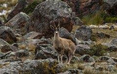 Hippocamelus antisensis