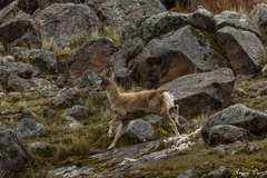 Hippocamelus antisensis