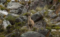 Hippocamelus antisensis