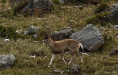 Hippocamelus antisensis