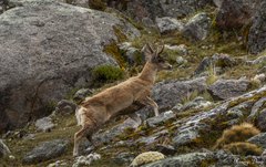 Hippocamelus antisensis