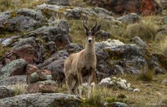 Hippocamelus antisensis