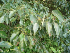 Populus longifolia