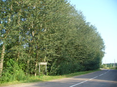 Populus longifolia