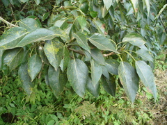 Populus longifolia