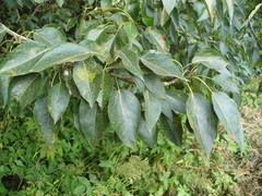 Populus longifolia