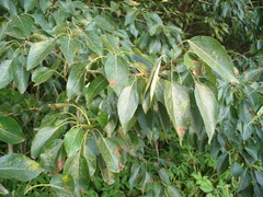 Populus longifolia
