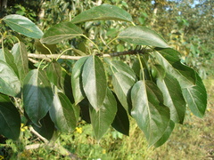 Populus longifolia
