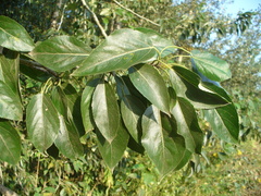 Populus longifolia