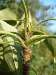 Populus longifolia
