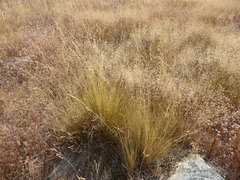 Festuca novae-zelandiae
