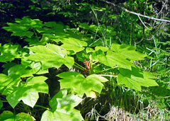 Oplopanax elatus