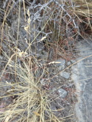 Festuca novae-zelandiae