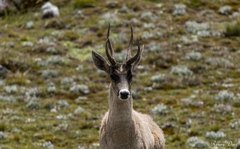 Hippocamelus antisensis