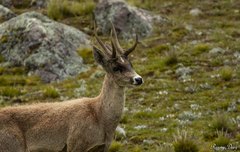 Hippocamelus antisensis