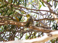 Ptilotula penicillata