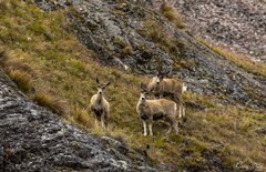 Hippocamelus antisensis