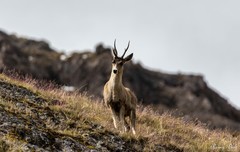 Hippocamelus antisensis