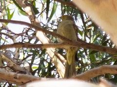 Ptilotula penicillata