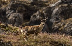 Hippocamelus antisensis