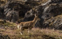 Hippocamelus antisensis