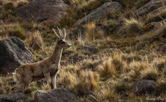 Hippocamelus antisensis