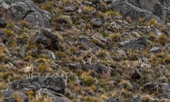 Hippocamelus antisensis