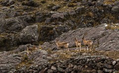 Hippocamelus antisensis