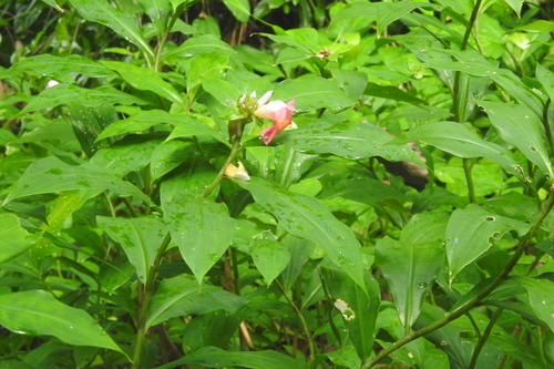 Image of Costus lucanusianus by (c) Manoj Karingamadathil, some rights reserved (CC BY-SA)