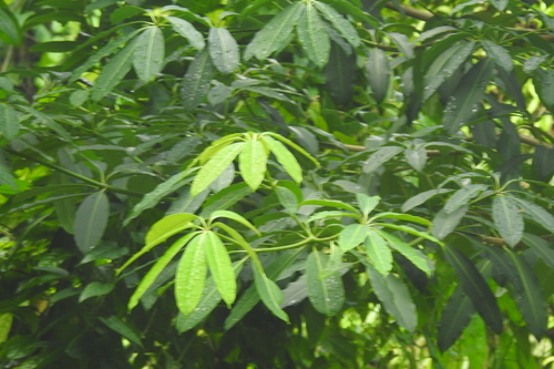 Alstonia angustiloba, photograph 2