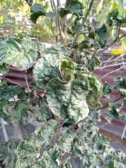 Polyscias scutellaria