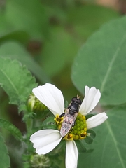 Syrphidae