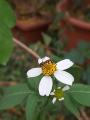 Syrphidae