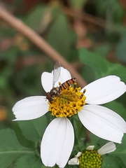 Syrphidae
