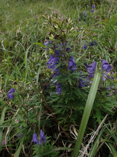 Image of Aconitum fukutomei by (c) 呂一起(Lu i-chi), some rights reserved (CC BY)