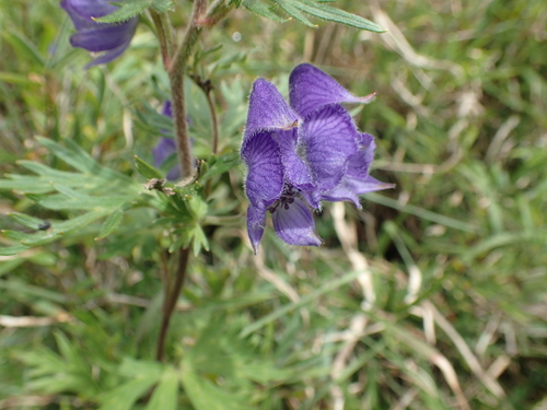Image of Aconitum fukutomei by (c) 呂一起(Lu i-chi), some rights reserved (CC BY)