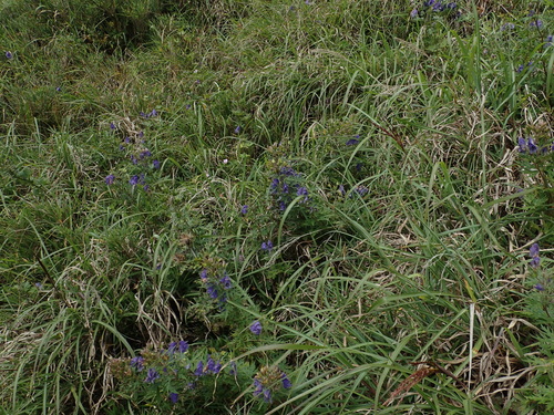 Image of Aconitum fukutomei by (c) 呂一起(Lu i-chi), some rights reserved (CC BY)