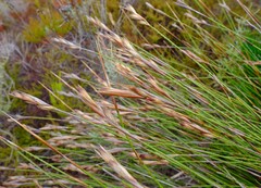 Ceratocaryum decipiens