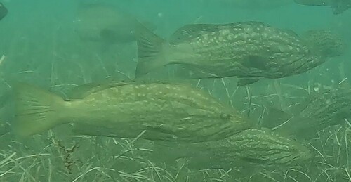 Mottled grouper (Mycteroperca rubra) — Serranidae — 4