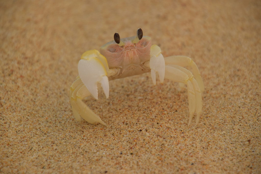 smooth-eyed ghost crab