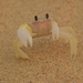 ミナミスナガニ