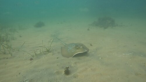 Marbled stingray (Dasyatis marmorata) — Dasyatidae — 5