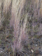 Dichanthium sericeum