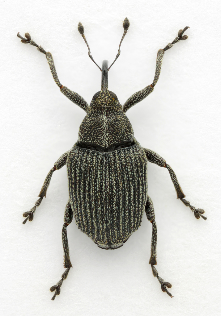 Cabbage seed Weevil