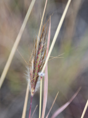 Dichanthium sericeum