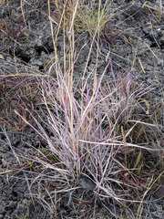Dichanthium sericeum