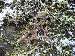Selaginella helvetica
