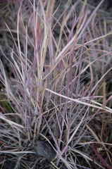 Dichanthium sericeum