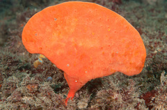 Echinoclathria leporina
